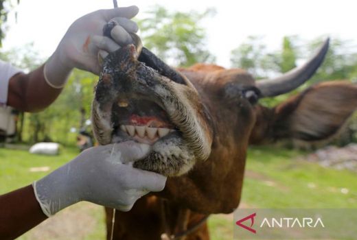 Waduh, Banyak Hewan Ternak di Kabupaten Kampar Mati Mendadak - GenPI.co RIAU