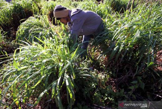 3 Manfaat Serai untuk Kesehatan, Bisa Menangkal Penyakit! - GenPI.co RIAU