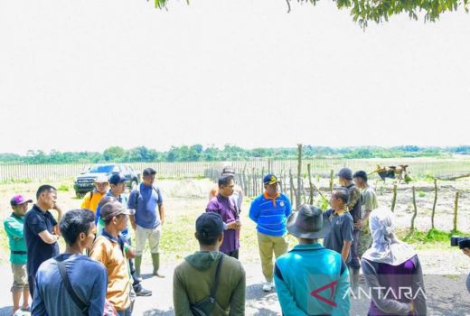 Ternak Mati Mendadak di Kampar Bertambah, Total 120 Kerbau - GenPI.co RIAU