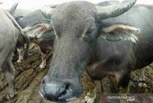 Pencuri Kerbau di Kuansing Dihakimi Massa hingga Pingsan - GenPI.co RIAU