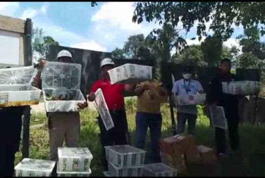 Gagal Diselundupkan, 90 Burung Dilindungi Dilepas di Pelalawan - GenPI.co RIAU