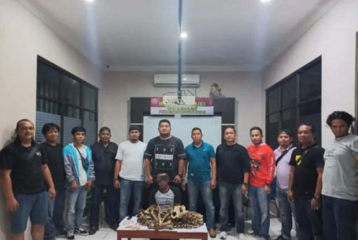 Nyamar, Polisi Inhu Tangkap Penjual Tulang Harimau Sumatera - GenPI.co RIAU