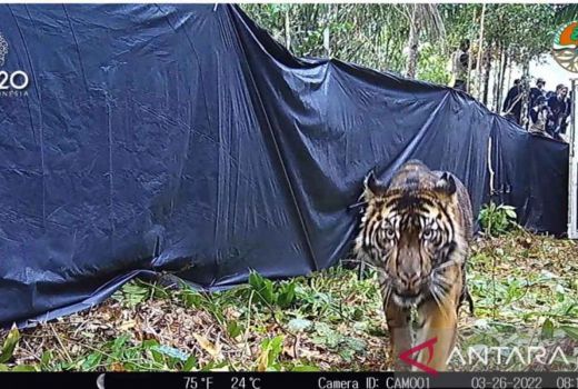 Pekerja di Pelalawan Diserang Harimau saat Bangun Tidur - GenPI.co RIAU