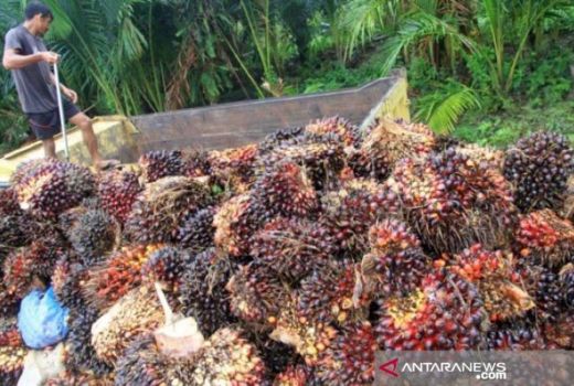 Kabar Gembira, Harga Sawit di Riau Alami Kenaikan! - GenPI.co RIAU