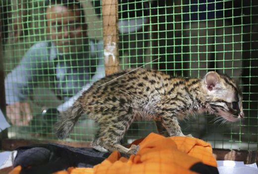 Temukan Macan Akar, Warga Pelalawan Serahkan ke BBKSDA Riau - GenPI.co RIAU