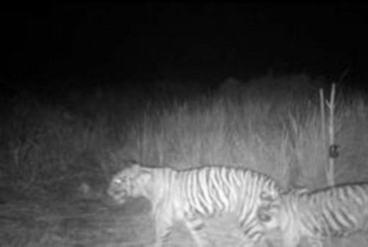 Pasang Kamera Trap, BBKSDA Riau Deteksi 2 Harimau Remaja - GenPI.co RIAU