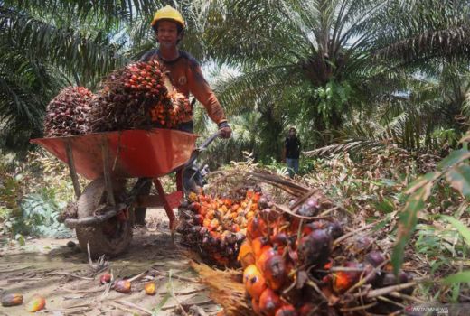 Curi Berondolan Kelapa Sawit, Pria di Pekanbaru Dibekuk Polisi - GenPI.co RIAU