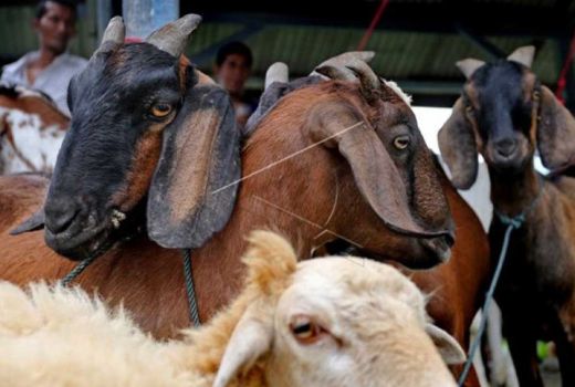 Curi Kambing saat Dini Hari, 2 Pria Asal Kampar Ditangkap Polisi - GenPI.co RIAU