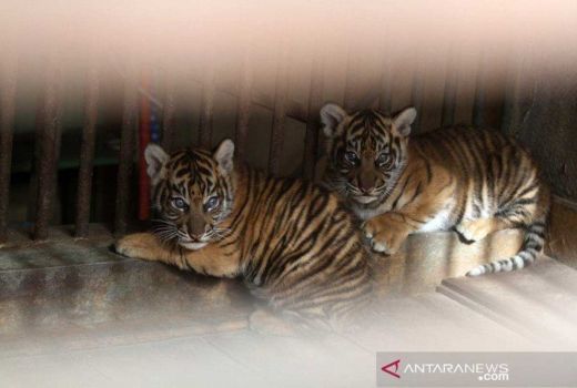BBKSDA Riau: Anak Harimau Masuk Perangkap di Pulau Muda - GenPI.co RIAU