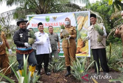 Melimpah! Kelompok Tani Nanas Madu di Indragiri Hulu Panen Raya - GenPI.co RIAU