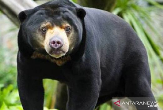 Pemuda di Inhu Diserang Beruang saat di Hutan, Begini Kondisinya - GenPI.co RIAU