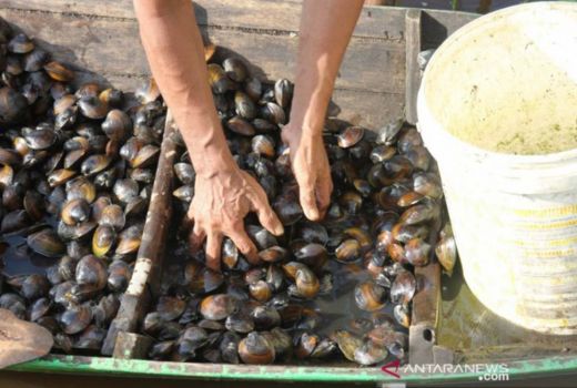 4 Pencuri Kerang Tambak di Rohil Ditangkap, Dikenai Tipiring - GenPI.co RIAU