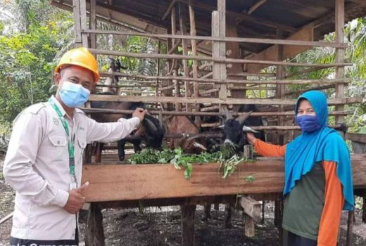 Populasi Kambing Bertambah, Warga Dumai Rasakan Manfaat Bantuan - GenPI.co RIAU