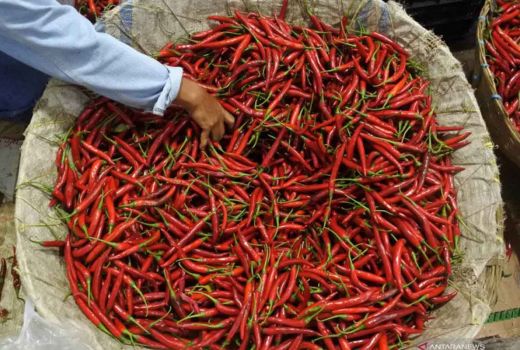 Sumbang Inflasi, Pekanbaru Waspadai Harga Cabai Merah Naik - GenPI.co RIAU