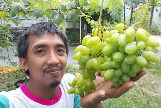 Manfaatkan Fb, Penjual Bibit Anggur di Pekanbaru Untung Banyak - GenPI.co RIAU