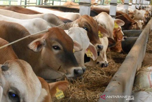 Pemprov Riau Salurkan 1.883 Ekor Sapi ke Peternak di 10 Daerah - GenPI.co RIAU