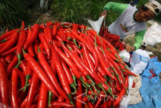 Harga Cabai di Pekanbaru Mahal, Warga Diminta Tanam Sendiri - GenPI.co RIAU