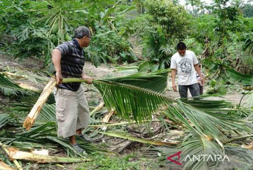 Gerombolan Gajah Mengamuk, Kebun Warga di Pekanbaru Jadi Sasaran - GenPI.co RIAU