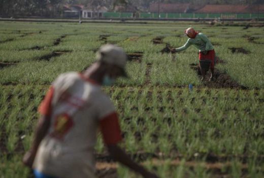 Pekanbaru Dapat Bantuan Bibit Cabai dan Bawang Merah dari APBN - GenPI.co RIAU