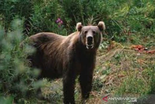 Beruang Liar Terekam Kamera Masuk Perkebunan Warga di Rohil - GenPI.co RIAU