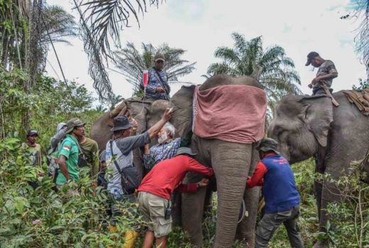 BBKSDA Riau Pasang GPS Collar pada 3 Gajah Liar - GenPI.co RIAU