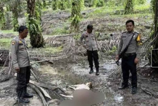 Dugaan Harimau Berkeliaran di Siak, BBKSDA Riau Turunkan Tim - GenPI.co RIAU