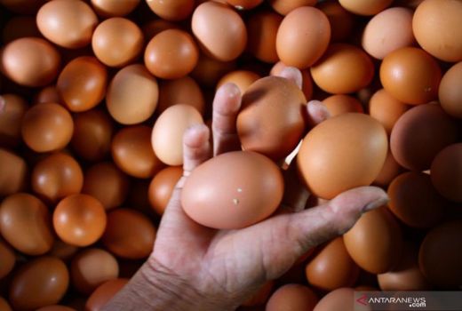 Pemko Pekanbaru Beli Cabai, Telur dan Beras ke Petani di Sumbar - GenPI.co RIAU