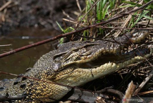 Cari Rumput, Peternak di Rokan Hilir Hilang Diterkam Buaya - GenPI.co RIAU