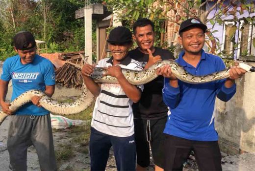 Warga di Kampar Tangkap Ular Piton, Bakal Diserahkan ke BBKSDA Riau - GenPI.co RIAU