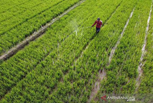 Kurangi Pengangguran, Pemprov Riau Latih Warga Bertani - GenPI.co RIAU
