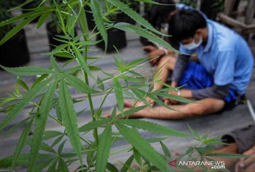 Simpan Tanaman Ganja di Pekarangan, Pria di Siak Dibekuk Polisi - GenPI.co RIAU