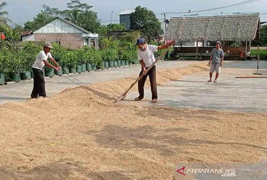 Musim Panen, Harga Gabah Tingkat Petani di Kepulauan Meranti Anjlok - GenPI.co RIAU