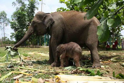Bayi Gajah Sumatera Lahir di Pelalawan, Beratnya 90 Kilogram - GenPI.co RIAU