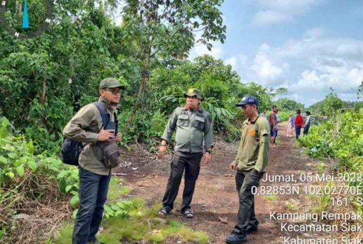 Harimau di Siak Berkeliaran Terekam Kamera Jebak BBKSDA Riau - GenPI.co RIAU