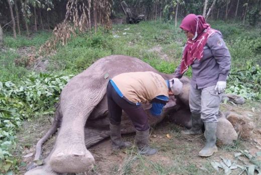 BBKSDA Riau Ambil Sampel Organ Gajah Sumatera Mati untuk Diuji di Laboratorium - GenPI.co RIAU