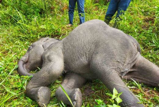 Seekor Anak Gajah di PLG Minas Riau Mati Diduga Karena Virus EEHV - GenPI.co RIAU