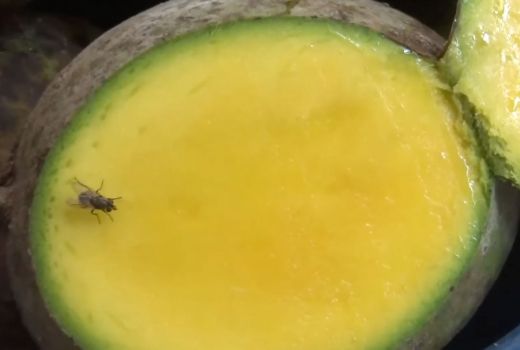 3 Manfaat Bacang, Buah yang Kerap Dianggap Kweni - GenPI.co SULSEL