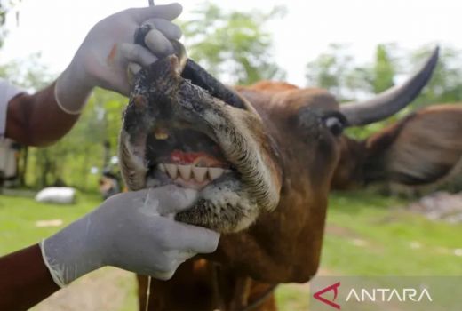 173 Ternak di Sulsel Positif Terserang Wabah PMK, Warga Waspada - GenPI.co SULSEL