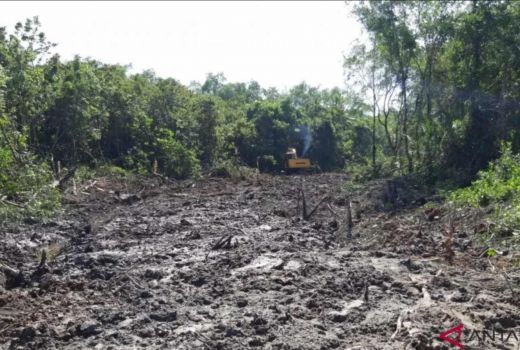 22,5 Ribu Hektare Potensi Mangrove di Sulsel Rusak, Astaga - GenPI.co SULSEL