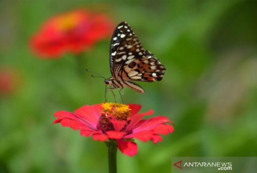 Gubernur Sulsel Lepas Kupu-Kupu Cantik dan Tanam Pohon Langka - GenPI.co SULSEL