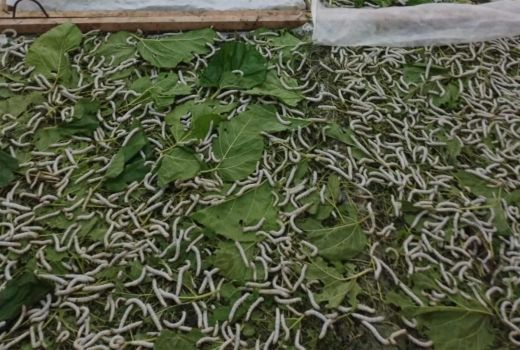 Hidup Setelah Mati 20 Tahun, Gubernur Sulsel Gembira - GenPI.co SULSEL