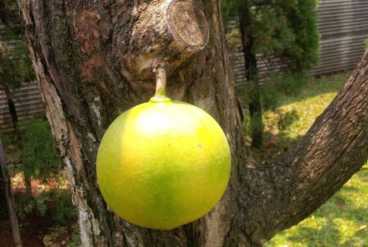 Khasiat Mengagumkan Buah Berenuk: Penawar Bisa Ular Hingga Kanker - GenPI.co SULTRA