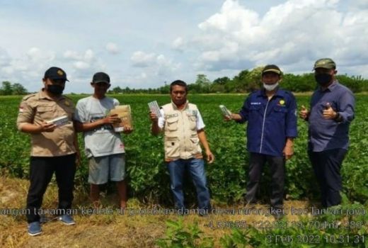 Hama Tikus Serang Tenaman Kedelai, Petani Bombana Gropyokan - GenPI.co SULTRA