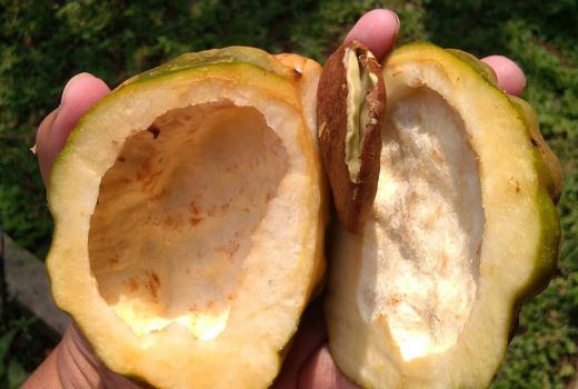 Namnam, Buah Langka Pencegah Kanker dan Bikin Awet Muda - GenPI.co SULTRA