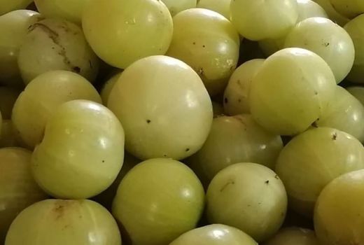 Istimewa, Manfaat Si Kecil Malaka Cegah Kanker dan Penuaan Dini - GenPI.co SULTRA