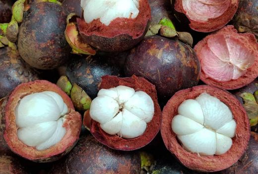 Khaisat Buah Manggis, Termasuk Merawat Otak dan Mental - GenPI.co SULTRA