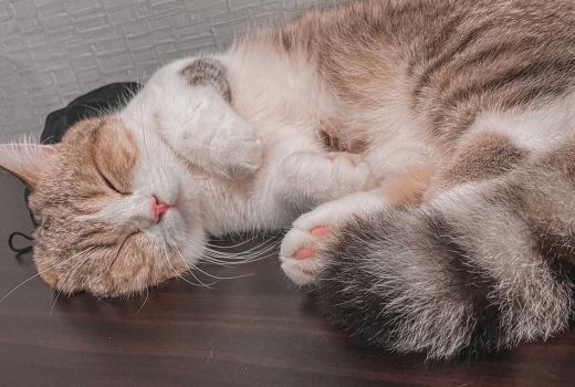Selain Gemesin, Ini Manfaat Kesehatan Pelihara Kucing dan Anjing - GenPI.co SULTRA
