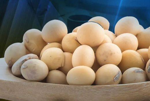 Gara-Gara Langka, Sultra Siap Jadi Lumbung Kedelai Nasional - GenPI.co SULTRA
