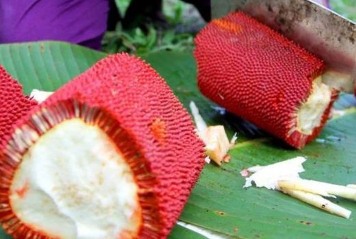 Ini Dia Red Fruit, Si Buah Ajaib Papua Pencegah HIV/AIDS - GenPI.co SULTRA