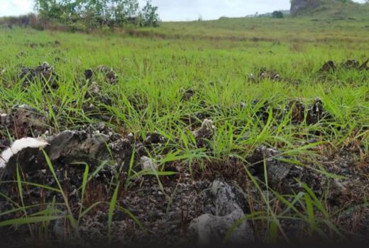 Keindahan Watu Kapala, Bak Melihat Terumbu Karang Tanpa Menyelam - GenPI.co SULTRA